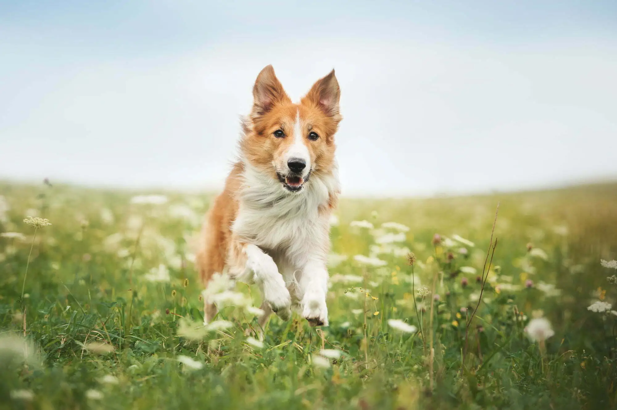 Glücklicher Hund rennt über eine Blumenwiese